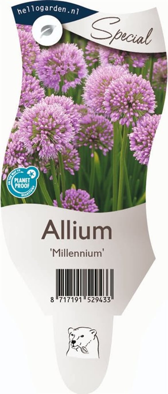 Allium 'Millenium' - P11